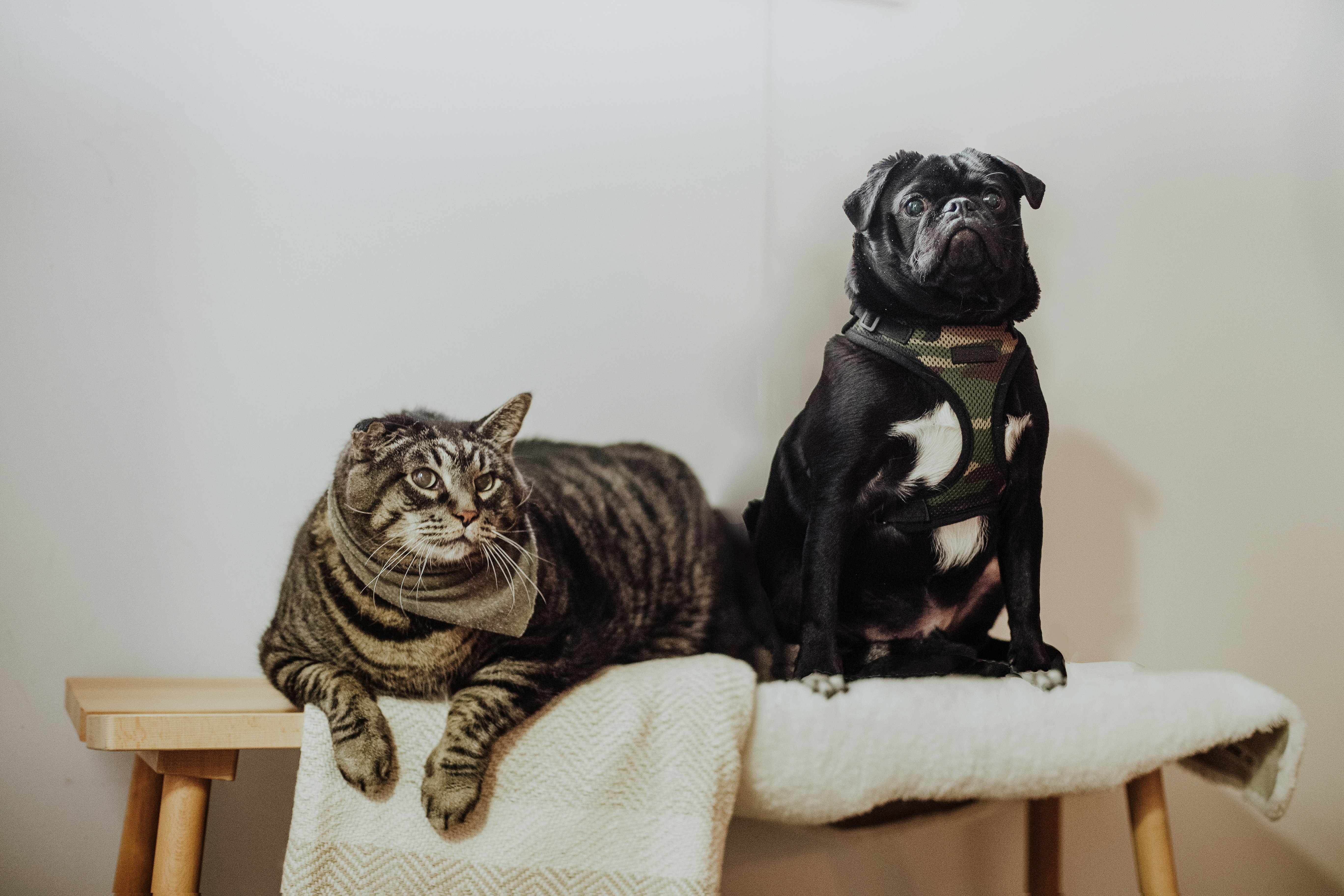 black pug on white textile